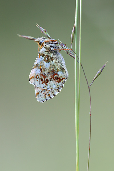 Balkanparelmoervlinder - Boloria graeca