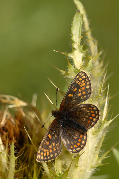 Dwergparelmoervlinder - Melitaea asteria