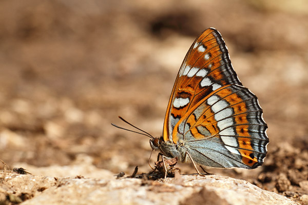Grote ijsvogelvlinder - Limenitis populi