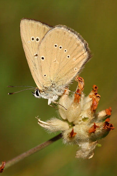 Aosta-esparcetteblauwtje - Polyommatus humedasae