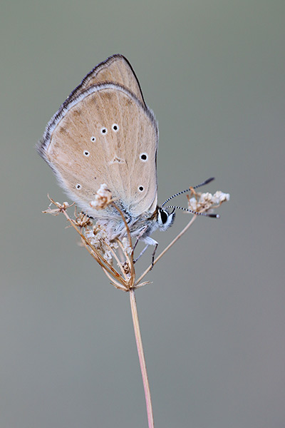 Aosta-esparcetteblauwtje - Polyommatus humedasae