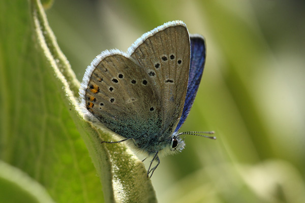 Klaverblauwtje - Polyommatus semiargus