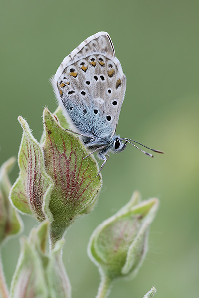 Provencaals bleek blauwtje - Polyommatus hispana