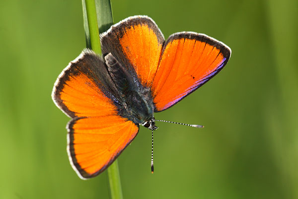 Rode vuurvlinder - Lycaena hippothoes