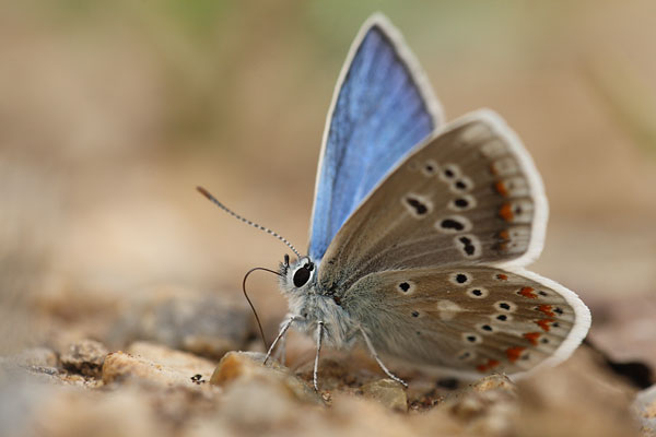 Turkooisblauwtje - Polyommatus dorylas
