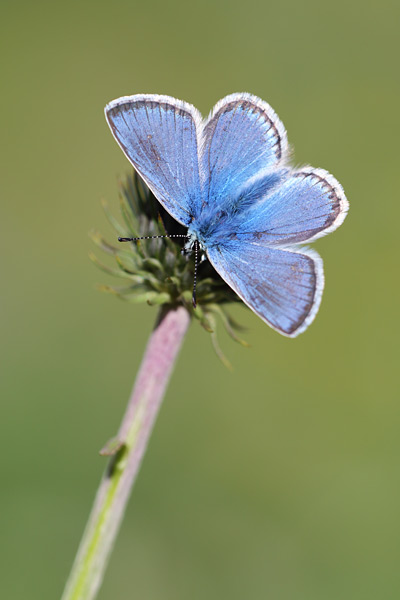 Vlaggewikkeblauwtje - Polyommatus eros