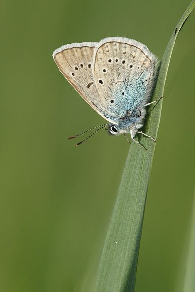 Wikkeblauwtje - Polyommatus amandus