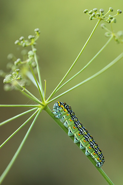 Rups  Corsicaanse koninginnenpage - Papilio hospiton