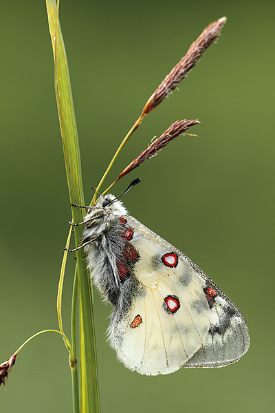 Kleine apollovlinder - Parnassius phoebus