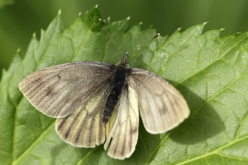 Berg geaderd witje - Pieris bryoniae
