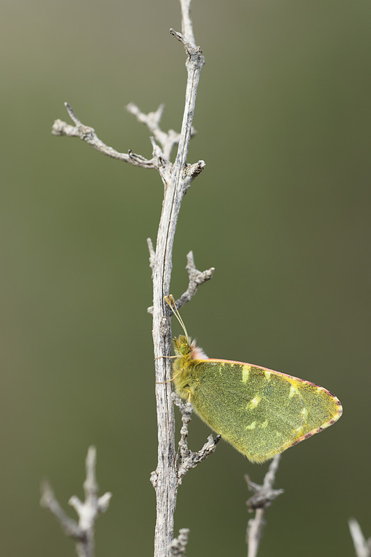 groen-marmerwitje-euchloe-bazae