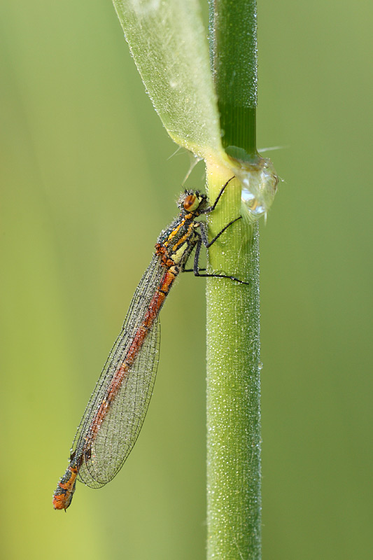 Vuurjuffer - Pyrrhosoma nymphula