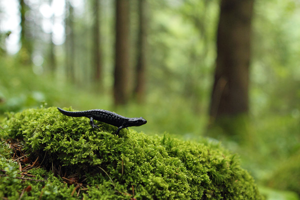 Alpenlandsalamander – Salamandra atra