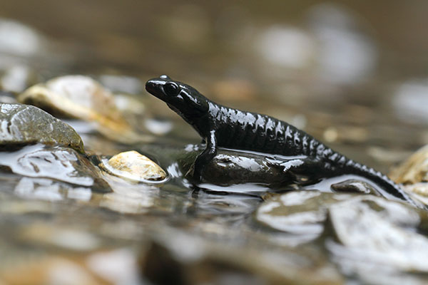 Alpenlandsalamander - Salamandra atra