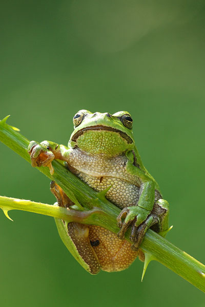 Boomkikker - Hyla arborea