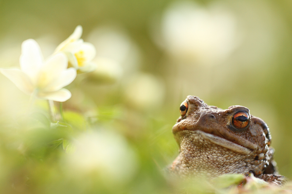 Gewone pad – Bufo bufo tussen de Bosanemoontjes