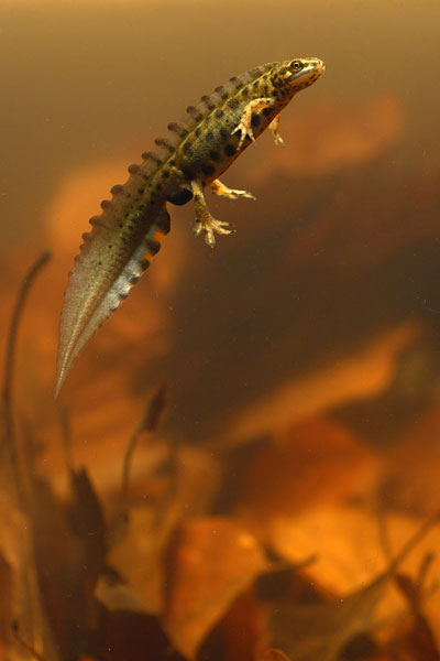 Kleine watersalamander - Lissotriton vulgaris