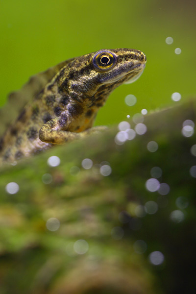 Kleine watersalamander - Lissotriton vulgaris