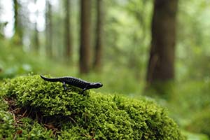 Alpenlandsalamander - Salamandra atra