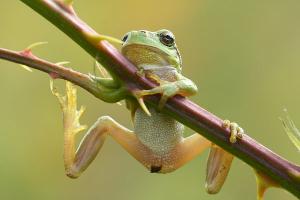 Boomkikker - Hyla arborea