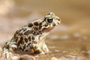 Groene pad - Bufo viridis