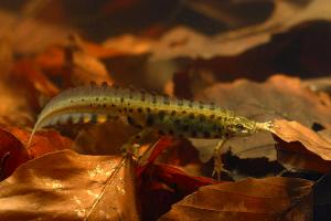 Kleine watersalamander - Lissotriton vulgaris