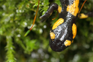 Vuursalamander - Salamandra salamandra