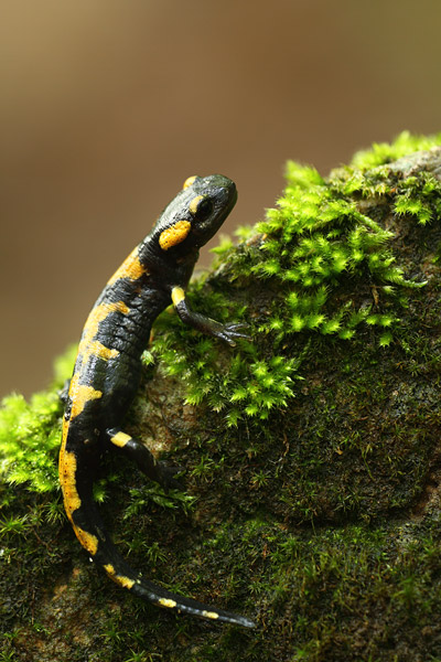 Vuursalamander - Salamandra salamandra