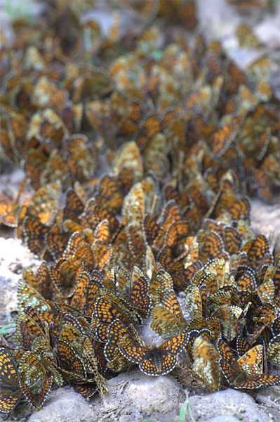 Grote groep Bosparelmoervlinders - Melitaea athalia