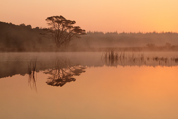 Mooie ochtend bij het Kootwijkerveen