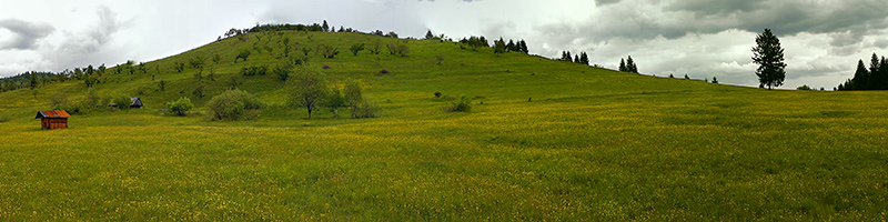 Leefgebied Bremvlinder – Colias myrmidone