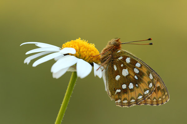 Foto's van Aurelias - Nymphalidae