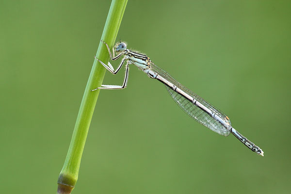 Foto's van Breedscheenjuffers - Platycnemididae