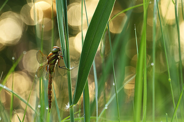 Foto's van Glazenmakers - Aeshnidae