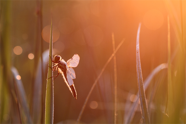 Foto's van Korenbouten - Libellulidae