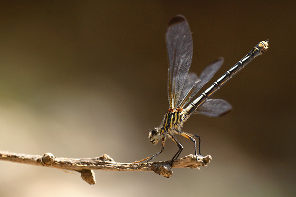 Foto's van Orientjuffers - Euphaeidae