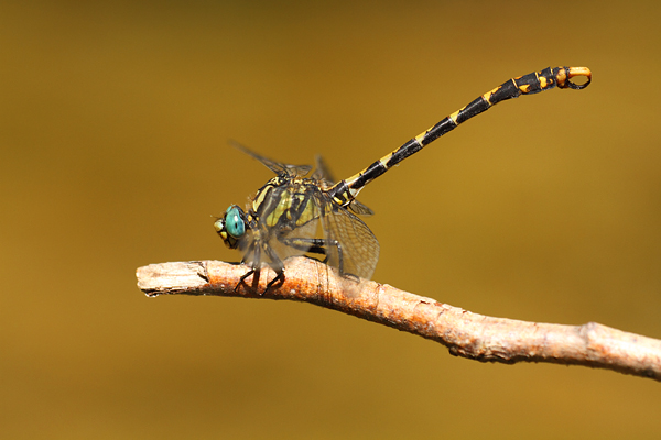 Foto's van Rombouten - Gomphidae