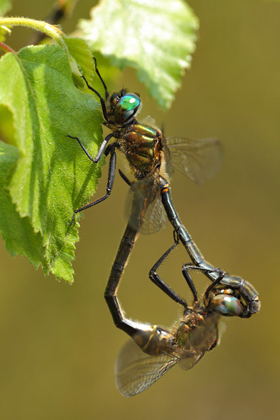 Hoogveenglanslibel - Somatochlora arctica