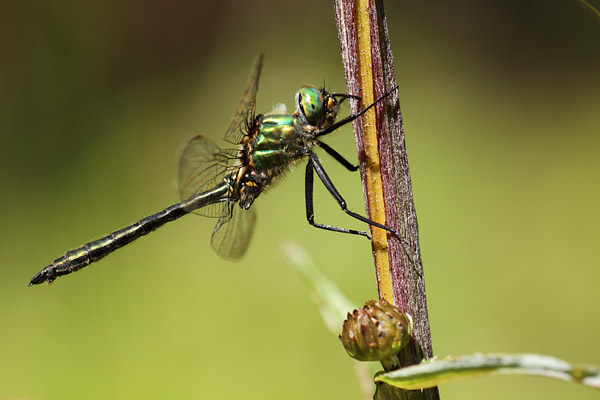 Taiga glanslibel – Somatochlora alpestris