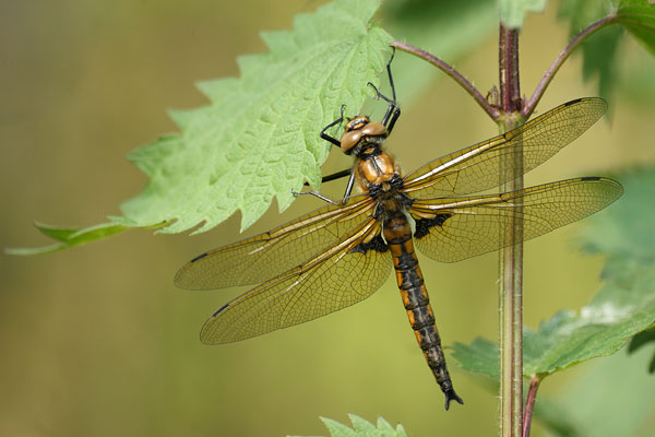 Tweevlek - Epitheca bimaculata