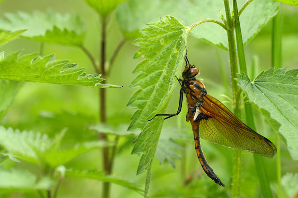 Tweevlek - Epitheca bimaculata