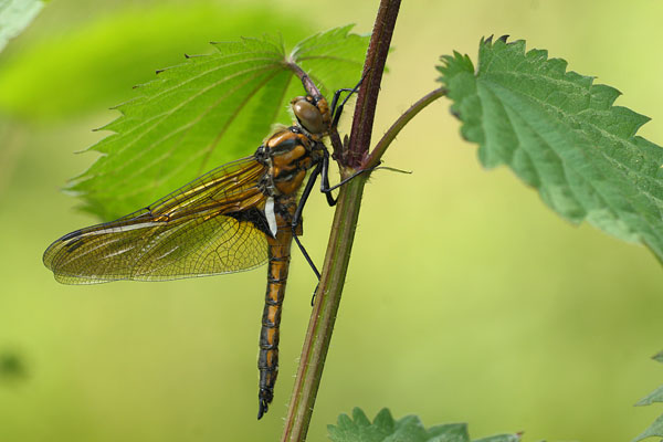 Tweevlek - Epitheca bimaculata