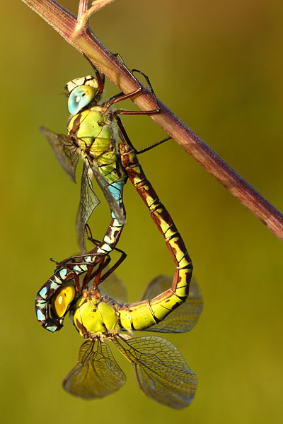 Groene glazenmaker - Aeshna viridis