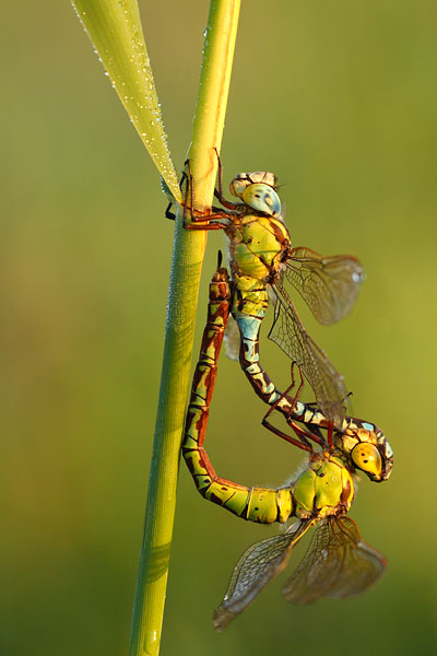 Groene glazenmaker - Aeshna viridis