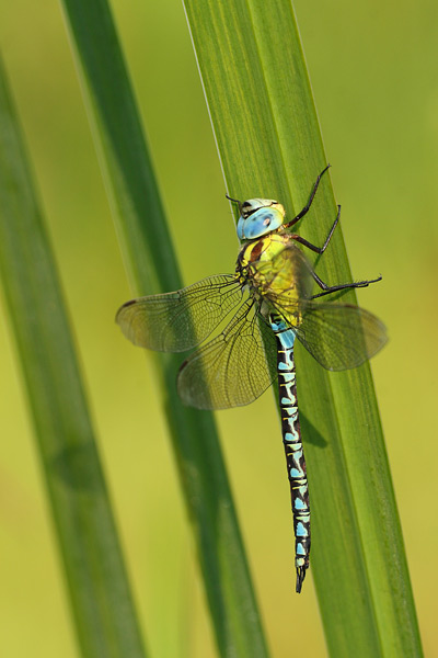 Groene glazenmaker - Aeshna viridis