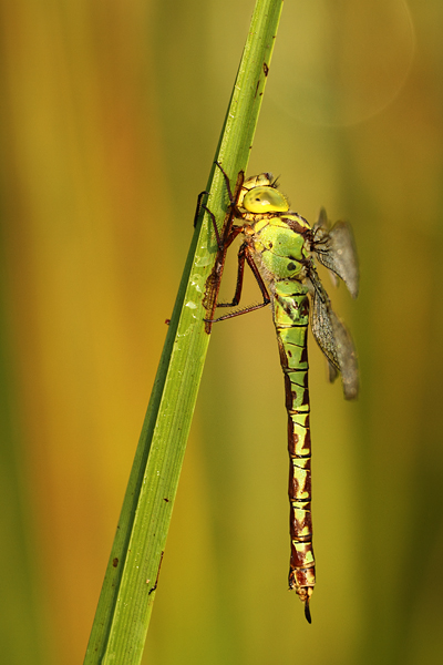 Groene glazenmaker - Aeshna viridis