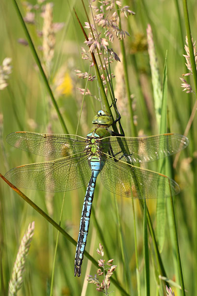 Grote keizerlibel - Anax imperator