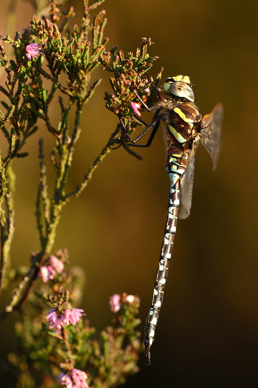 Venglazenmaker - Aeshna juncea