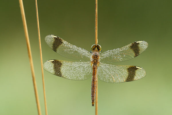 Bandheidelibel - Sympetrum pedemontanum