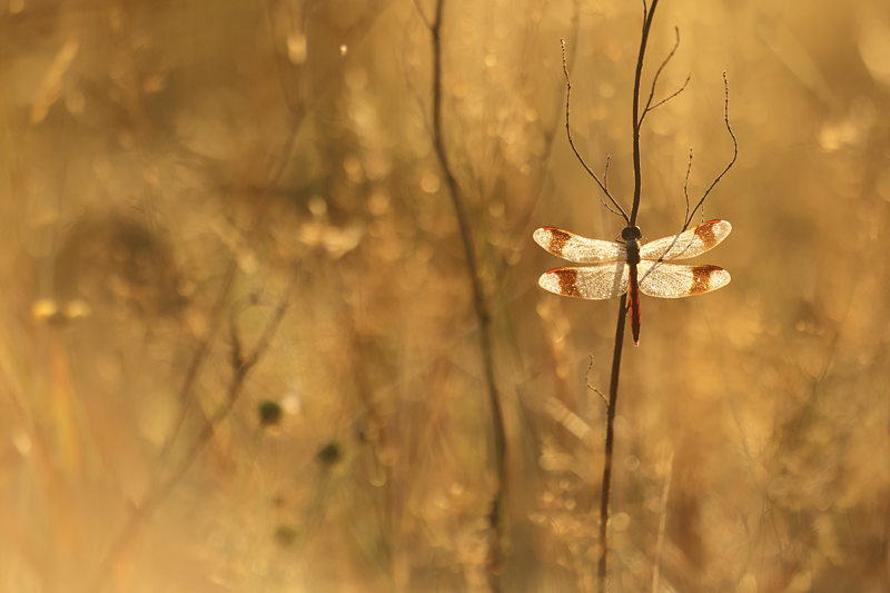 Bandheidelibel (Sympetrum pedemontanum)